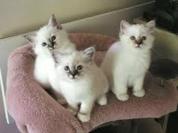 Birman Kittens For Sale Nsw Breeding And Litter Size Of Birman Cats Annie Many Birman Kittens Birman Kittens For Sale Cat Breeds