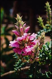 Image result for Acanthus polystachyus