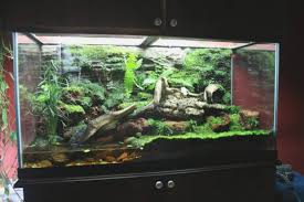 Large Snake Cages For Sale Luxury Vivarium On Pinterest Frog Terrarium Dart Frog Terrarium Vivarium