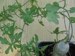 Image result for Kedrostis