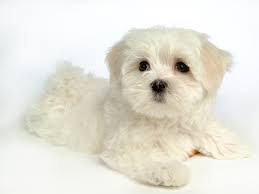 fluffy maltese puppy dogs white