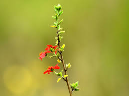Image result for Hibiscus aponeurus