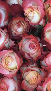 Fresh cut flowers near me fresh flower markets near me silk flower store near me cheap fresh flowers near me local flower stores near me wholesale our florists will get you just what you want. Wholesale Roses Wholesale Roses Wholesale Fresh Flowers Wholesale Flowers
