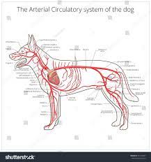 Maybe you would like to learn more about one of these? Arterial Circulatory System Of The Dog Raster Royalty Free Stock Photo 311470037 Avopix Com