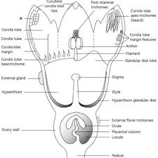 Image result for Thesium megalocarpum