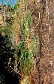 Image result for Aloe rulkensii