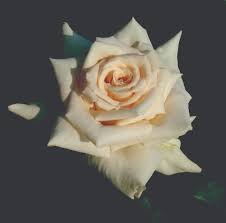 Silk flowers for sale in durban. Antique Silk Ludwig S Roses