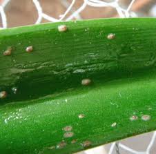 Image result for scale on plant