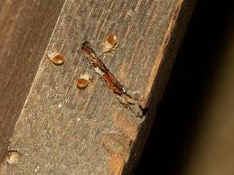 Bed Bug In Cracks Of Wooden Headboard Kill Bed Bugs Bed Bug Spray Rid Of Bed Bugs