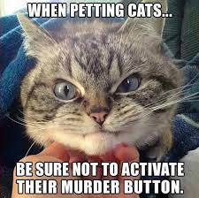 Pin On Cats Funny Memes