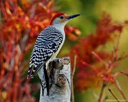 Backyard Birds Of New Jersey Field Guide Pin By Gail Ice On Backyard Birds Photos Backyard Birds Beautiful Birds Nature Birds
