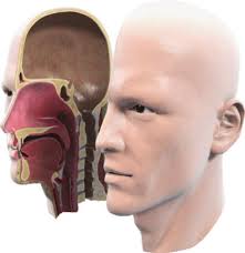 OTOLARYNGOLOGY HEAD AND NECK SURGERY