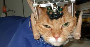 Countless Dogs Cats Rabbits Monkeys And Other Animals Die In Cruel Experiments Every Day Join Me In Supporting Peta S Work Again Animals Peta Animal Abuse