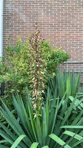 My Yucca Is Flowering Zone 9a And Its October So Idk What To Do Help Diy Gardening Garden Home In 2020 Plants Yucca Garden