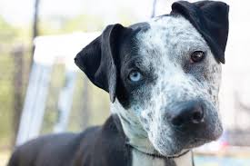 Maybe you would like to learn more about one of these? Dallas Animal Services Hits Highest Capacity Since Pandemic Began Dallas Animal Services