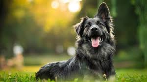 Aunque no todos los seres humanos son conscientes de esa frase y a menudo se convierten en «el peor enemigo del perro» con este día se busca concienciar parte del abandono. Oonpag2 Mcl4nm