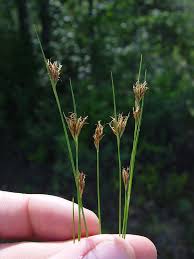 Image result for Barleria rhynchocarpa