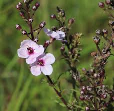 Image result for Sopubia mannii