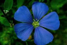 Pin By Melody Mock On Flowers Types Of Blue Flowers Blue Flowers Images Jungle Flowers
