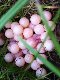 Snapping Turtle Eggs Brian Ate These Raw He Thought Of Them As Dessert Because They Were So Delicious Snapping Turtle Nature Photography Turtle