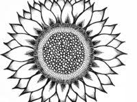 Ilmu pengetahuan 1 mewarnai bunga matahari dengan cat air. Sketsa Gambar Mewarnai Bunga Matahari Belajarmewarnai Info