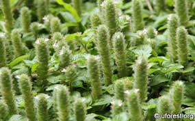 Image result for Nelsonia