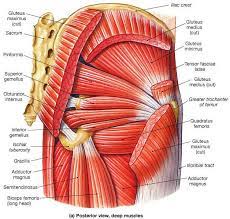This video also provides you with a. Hips Don T Lie Unique Hip Exercises For Power And Mobility Muscle Anatomy Hip Workout Hip Muscles