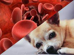 Hemolytic Anemia In Dogs Symptoms And Treatment