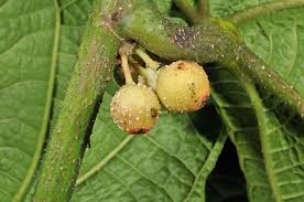 Image result for Moraceae