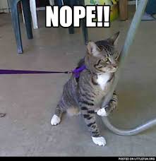 Littlefun Cat With A Chair Nope
