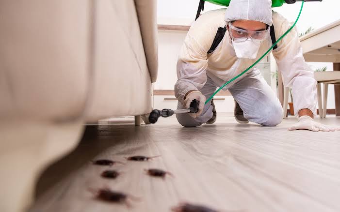Désinsectisation : Protégez-vous des insectes indésirables - TPC Maroc