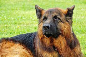 Male german shepherds are generally larger than their female counterparts and have a height ranging from 24 to 26 inches, while females stand about 22 to 24 inches tall. German Shepherd Breed Target Height And Weight Pethelpful