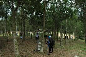 From malay gaharu (agarwood), from pali agaru (agarwood), from sanskrit अगुरु (aguru, agarwood). Asia Plantation Capital Expands Agarwood Inoculation Programme In Malaysia Pr Newswire Apac