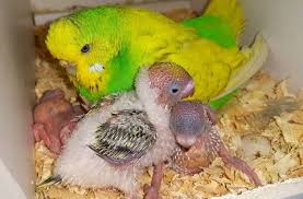 Muhabbet Kusu Yuvaliklarda Yavru Ve Yumurtalar Nesting Budgies Youtube 2020 Muhabbet Kuslari Kusu Yumurtalar