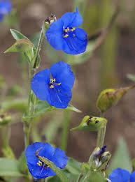 Image result for Commelina latifolia