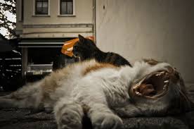 Esneyen Kedi By Anikitheraven On Deviantart