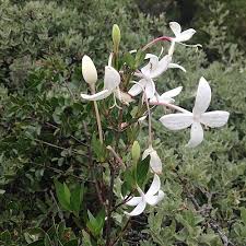 Image result for Bouvardia longiflora