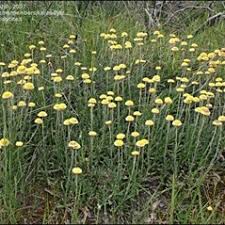 Image result for Helichrysum polioides