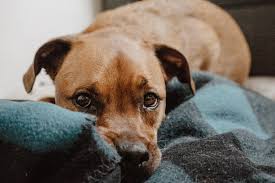 If your pooch suddenly starts to act out of. Is My Dog Sick 7 Signs To Watch Out For Petsecure