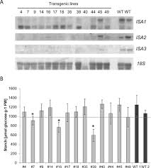 Simultaneous Silencing Of Isoamylases Isa1 Isa2 And Isa3 By