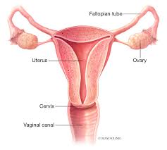 Image result for Female Infertility