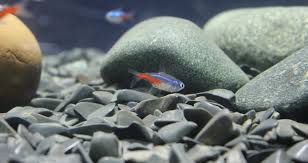 The best aquarium gravel for your tank depends on what lives there. Fish Tank Gravel Calculator The Pet Supply Guy