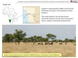 Soil microbial biomass has been reported to increase with increasing woody plant density and age (liao Interactions Between Domatia Dwelling Ants Acacia Erioloba In Namibian Savanna