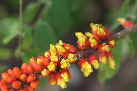 Image result for Moullava