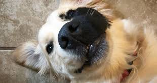 Golden Retriever Was Born With A Rare Genetic Mutation And It Made Him Incredibly Adorable Bored Panda