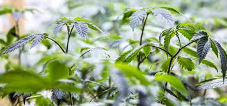 Spectrum king led i how long will my led grow light last? New Grow Light Technology Being Tested In Canada Ganjapreneur