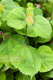 Image result for Boehmeria macrophylla