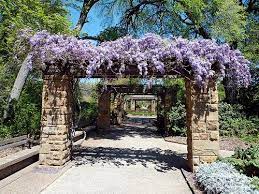Wisteria Covered Pergola Fort Worth Botanical Garden Covered Pergola Pergola Botanical Gardens