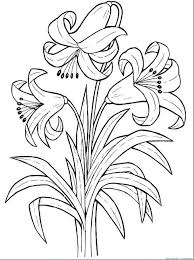 Mengenal tari lilin dari sumatera barat muali dari sejarah, gerakan. Sketsa Bunga Lili