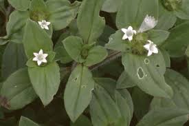 Image result for Richardia brasiliensis